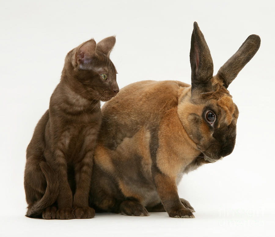 Nature Photograph - Kitten And Rabbit #26 by Jane Burton