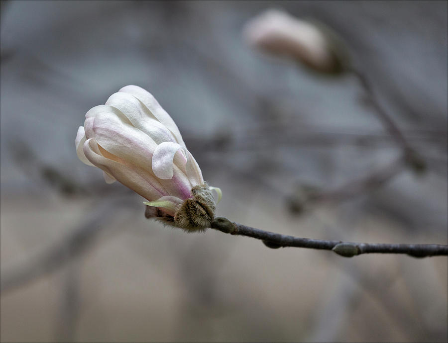 Magnolia Blossom Photograph