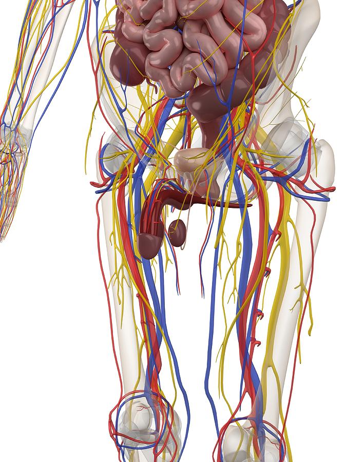 Male Anatomy, Artwork #26 Digital Art by Sciepro
