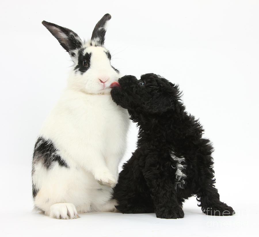 Puppy And Rabbit #26 Photograph by Mark Taylor