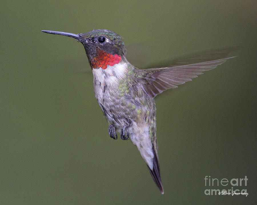 Ruby Throated Hummingbird #26 Photograph by Steve Javorsky