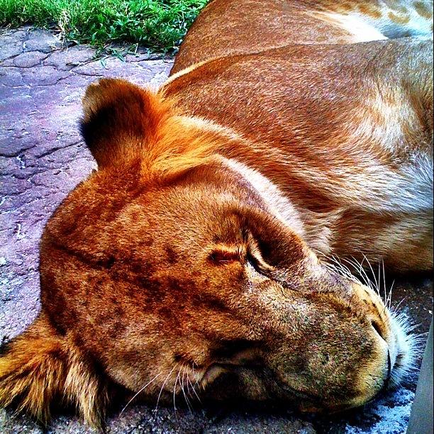 Lion Photograph - Instagram Photo #261340714262 by Matt Turner