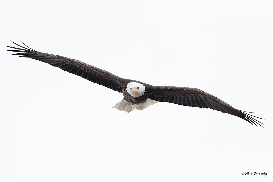 Bald Eagle #27 Photograph by Steve Javorsky