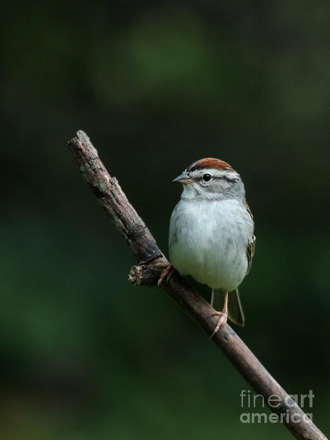 Chipping Sparrow #27 Photograph by Jack R Brock