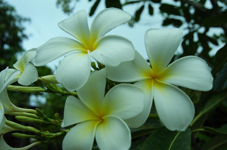 Frangipani Photograph by Gornganogphatchara Kalapun - Fine Art America