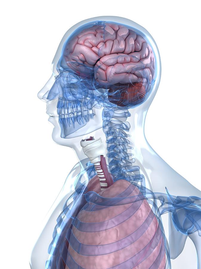 Head Anatomy, Artwork #27 Digital Art by Sciepro