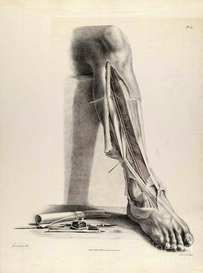 Historical Anatomical Illustration #6 Photograph by Science Source