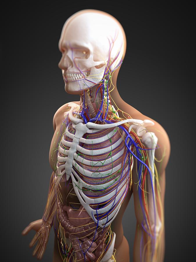 Human Anatomy, Artwork Photograph By Sciepro