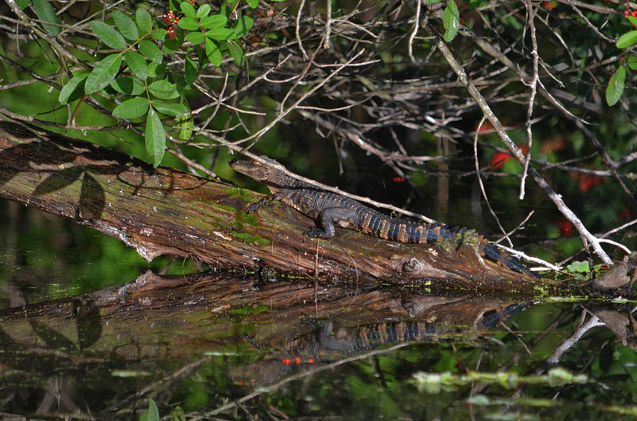 27- Juvenile Alligator Photograph by Joseph Keane