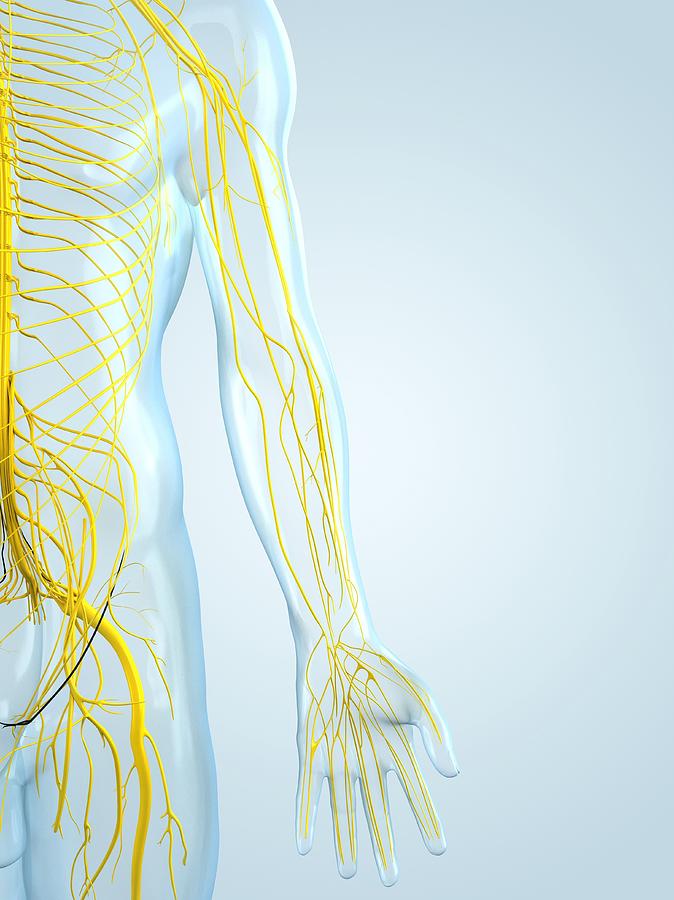 Nervous System, Artwork #27 Digital Art by Sciepro