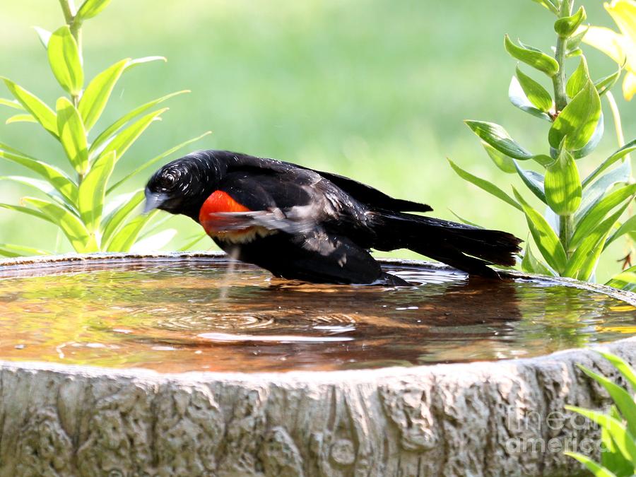Red-winged Blackbird #27 Photograph by Jack R Brock