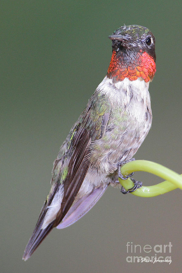 Ruby Throated Hummingbird #27 Photograph by Steve Javorsky