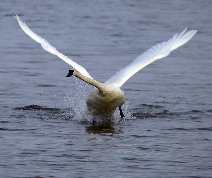 Trumpeter swan Photograph by Brian Stevens - Fine Art America