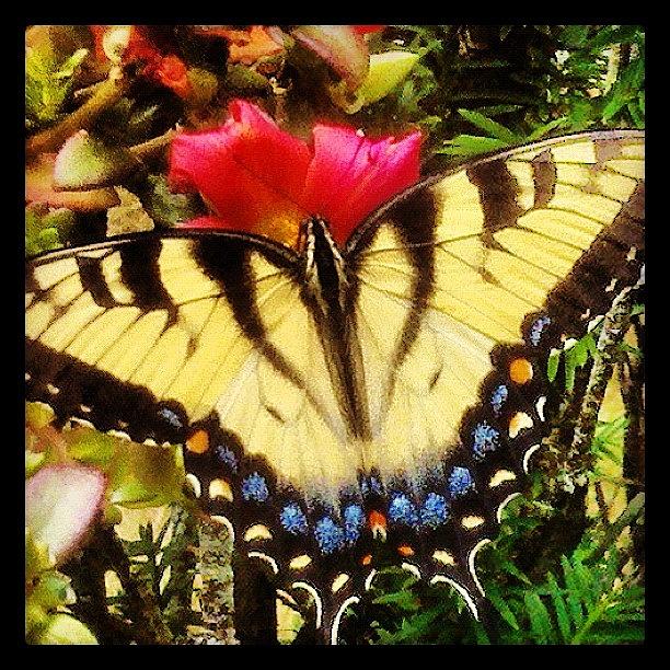 Butterfly Photograph - Instagram Photo #271344017222 by Susan Neufeld