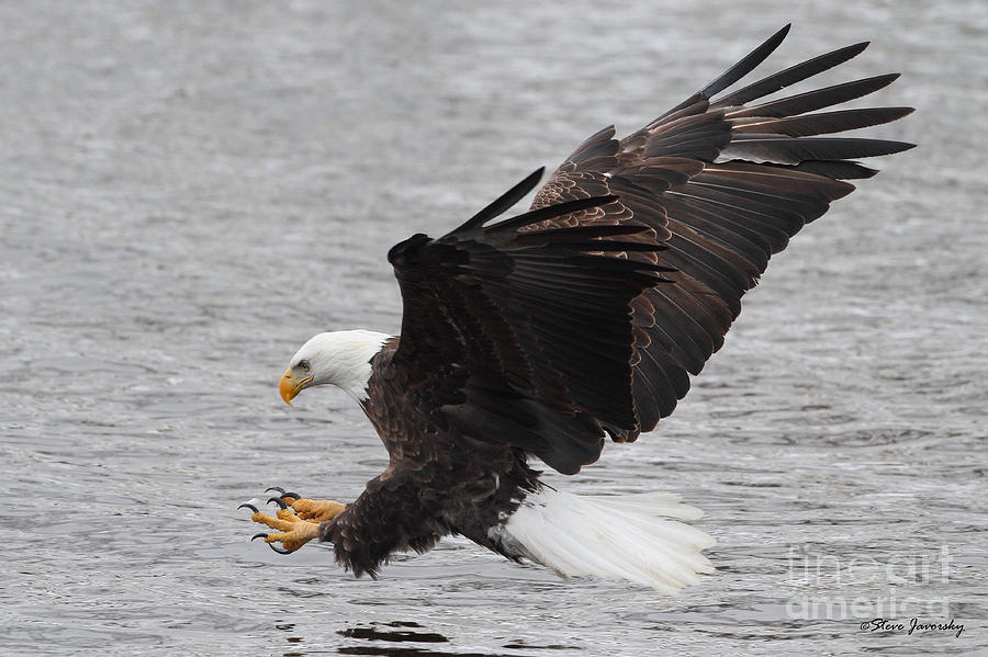 Bald Eagle #28 Photograph by Steve Javorsky