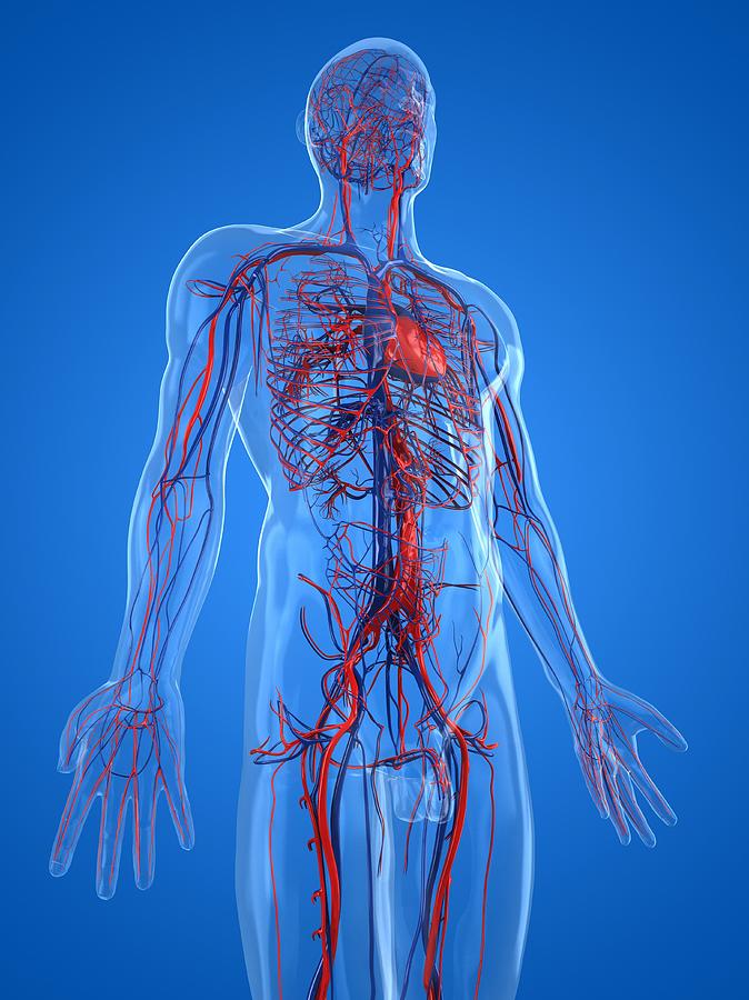 Cardiovascular System, Artwork #28 Digital Art by Sciepro
