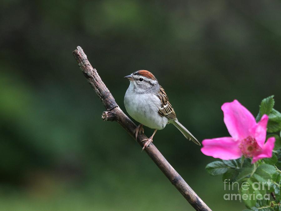 Chipping Sparrow #28 Photograph by Jack R Brock