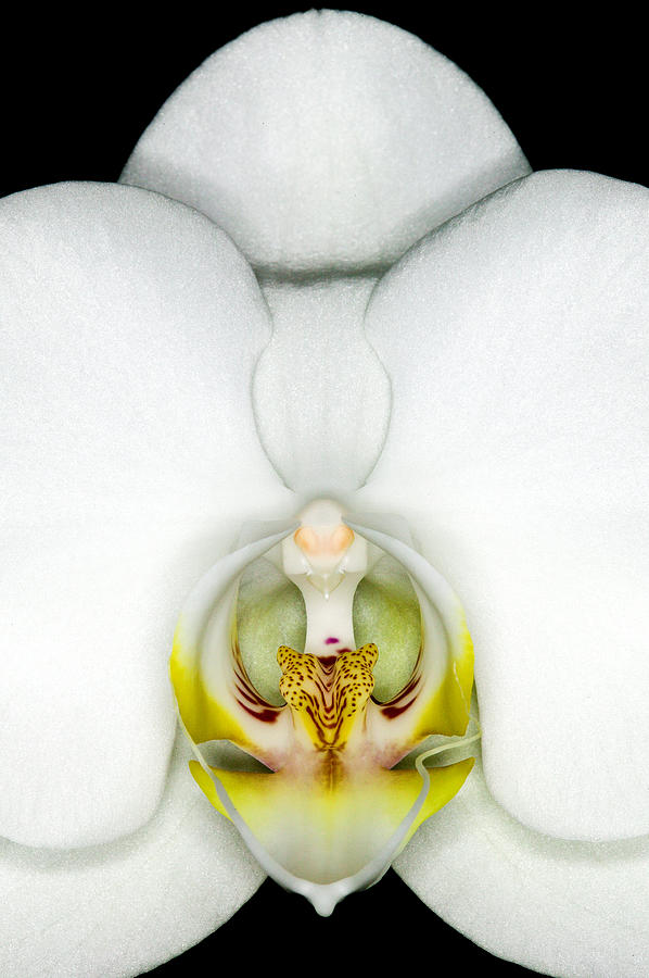 Exotic Orchids of C Ribet #28 Photograph by C Ribet