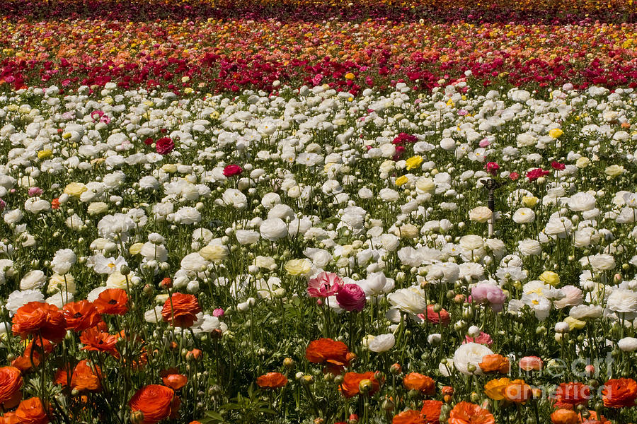 Flower Fields #28 Photograph by Daniel  Knighton