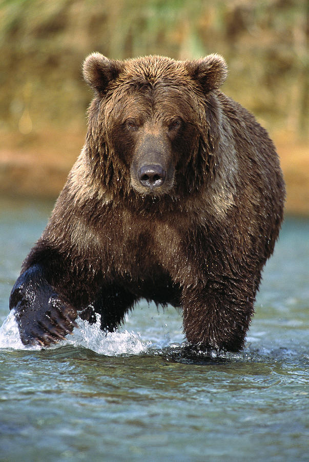 Grizzly Bear Ursus Arctos Horribilis #2 Photograph by Matthias Breiter