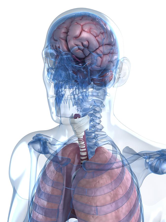 Head Anatomy, Artwork #28 Digital Art by Sciepro