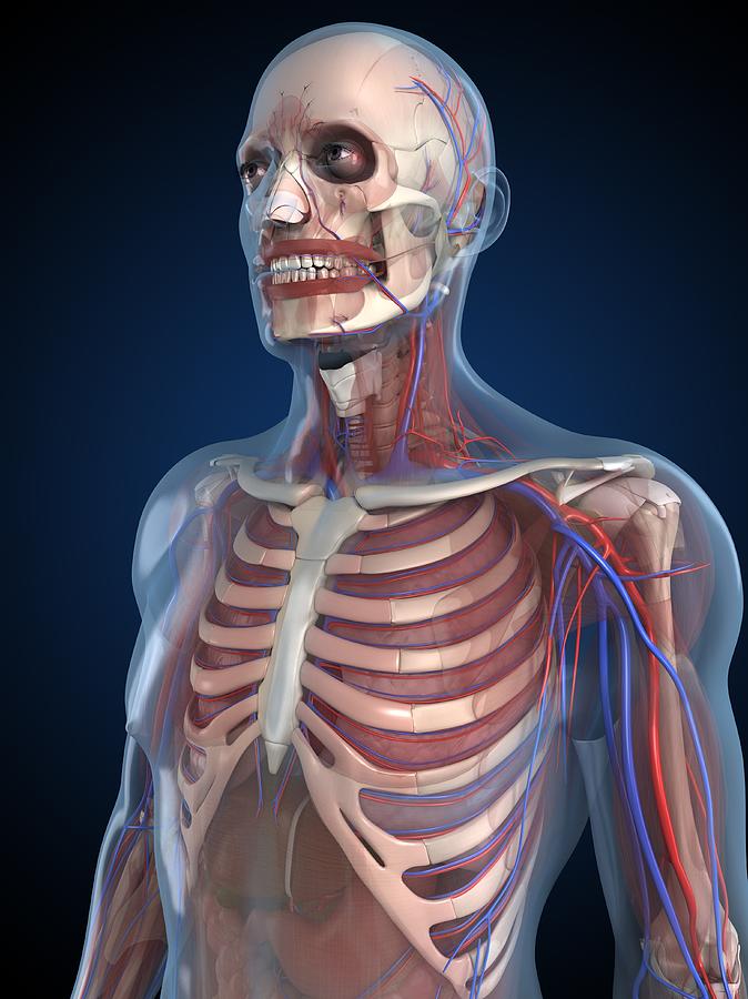Human Anatomy Artwork Digital Art By Sciepro 8926