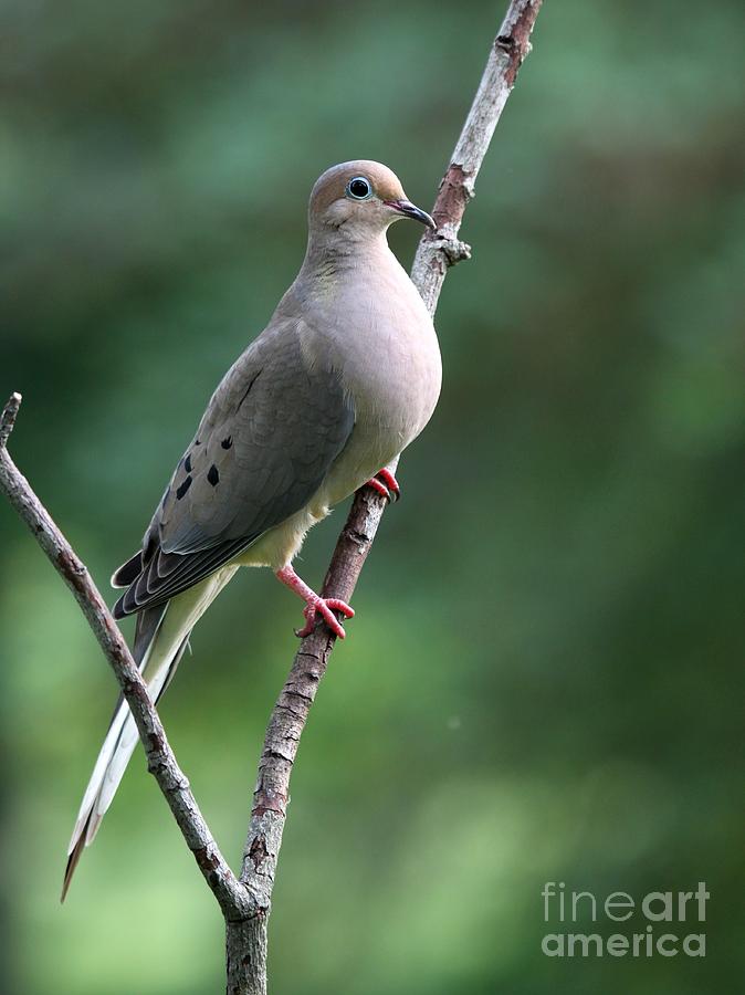 Mourning Dove #28 Photograph by Jack R Brock