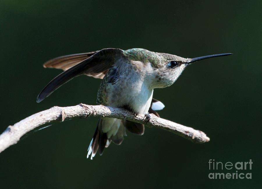 Ruby-throated Hummingbird #28 Photograph by Jack R Brock