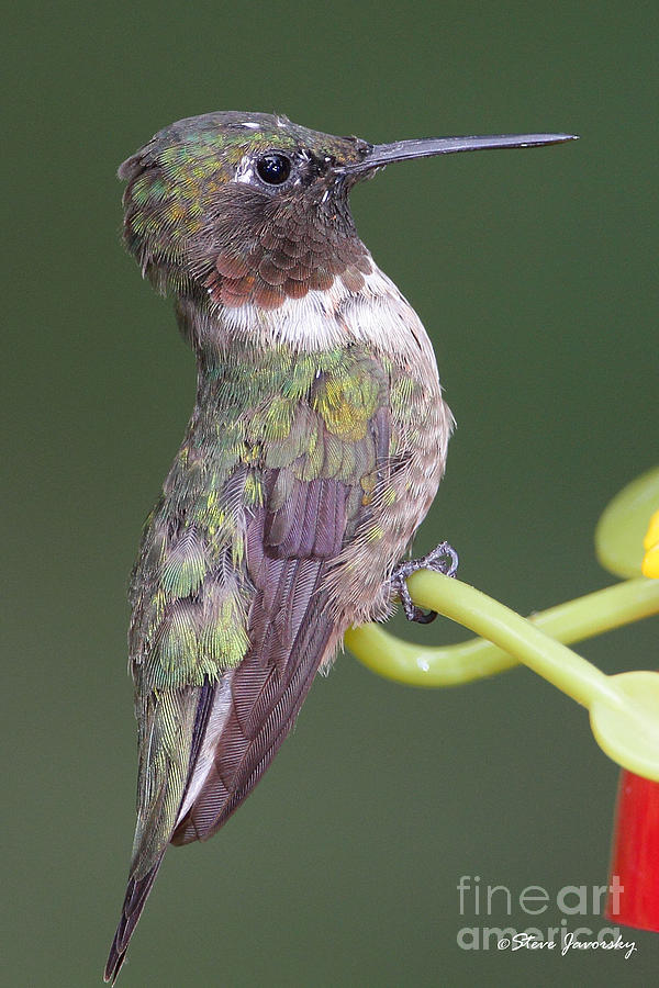 Ruby Throated Hummingbird #28 Photograph by Steve Javorsky