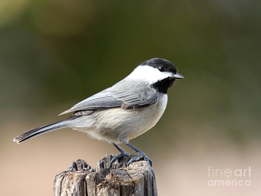 Black-capped Chickadee #29 Photograph by Jack R Brock