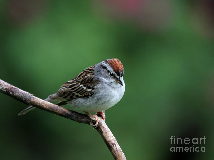 Chipping Sparrow #29 Photograph by Jack R Brock