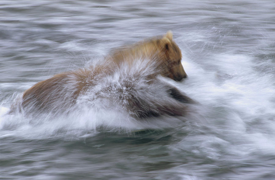 Grizzly Bear Ursus Arctos Horribilis #4 Photograph by Matthias Breiter