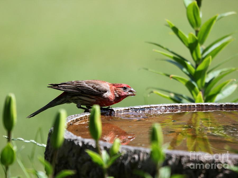 House Finch #29 Photograph by Jack R Brock