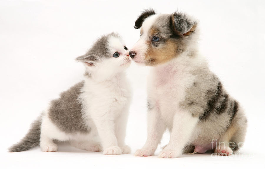Kitten And Pup #29 Photograph by Jane Burton