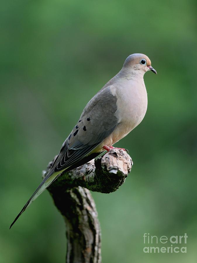 Mourning Dove #29 Photograph by Jack R Brock