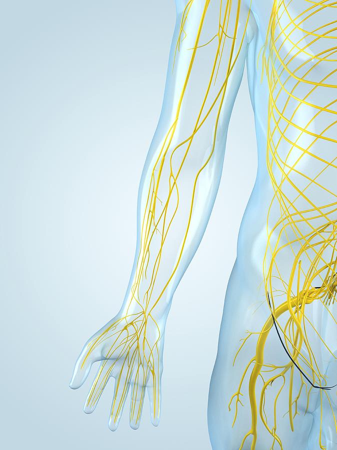 Nervous System, Artwork #29 Digital Art by Sciepro
