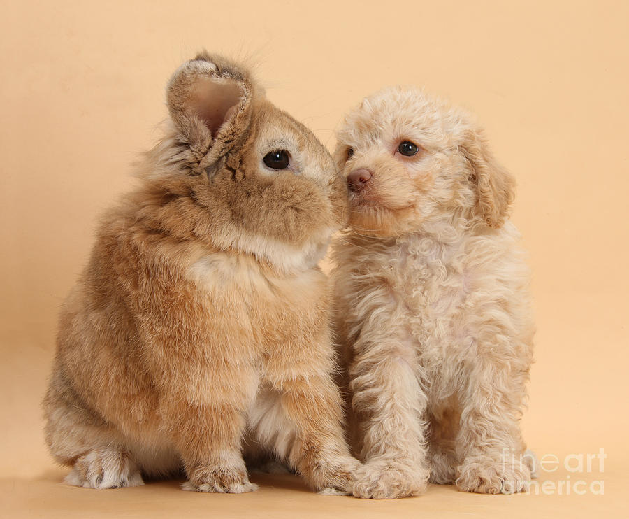 Puppy And Rabbit #29 Photograph by Mark Taylor