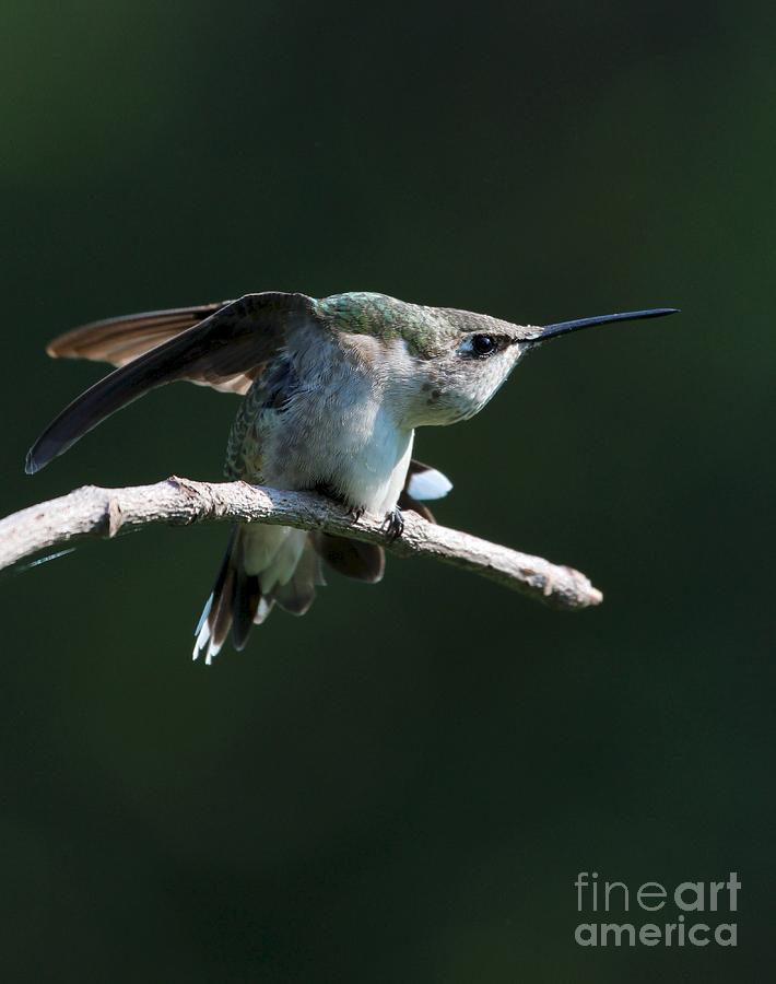Ruby-throated Hummingbird #29 Photograph by Jack R Brock