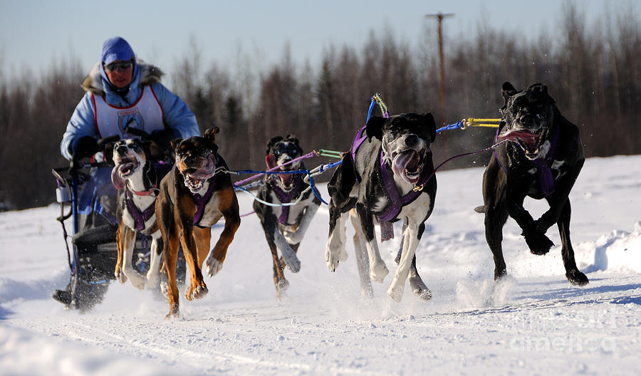 2011 Limited North American Sled Dog Race #3 Photograph by Gary Whitton