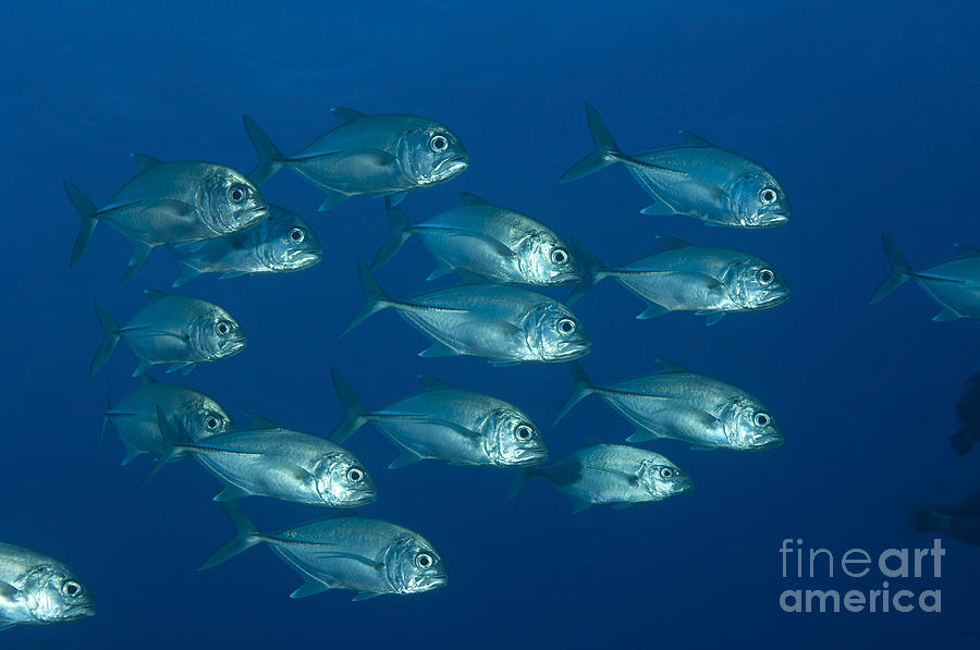 Fish Photograph - A School Of Bigeye Trevally, Papua New #3 by Steve Jones