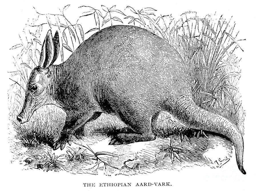 1876 Photograph - Aardvark #3 by Granger