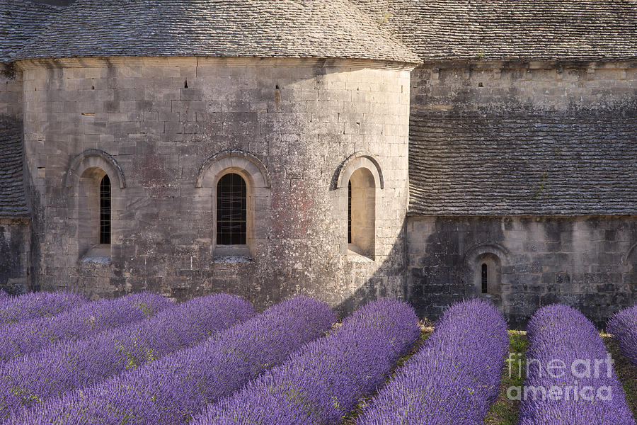 Abbaye de Senanque - Provence France III Photograph by Brian Jannsen
