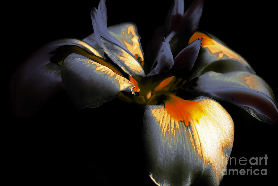 Abstract Iris #1 Photograph by Karen Lewis