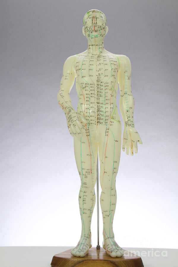 Doll Photograph - Acupuncture Model #3 by Photo Researchers, Inc.