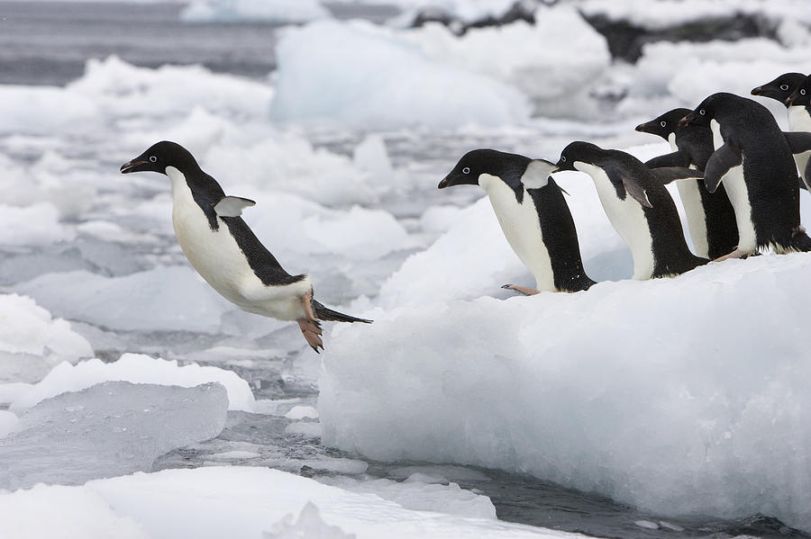 Adelie Penguins Diving Off Iceberg #3 Photograph by Suzi Eszterhas