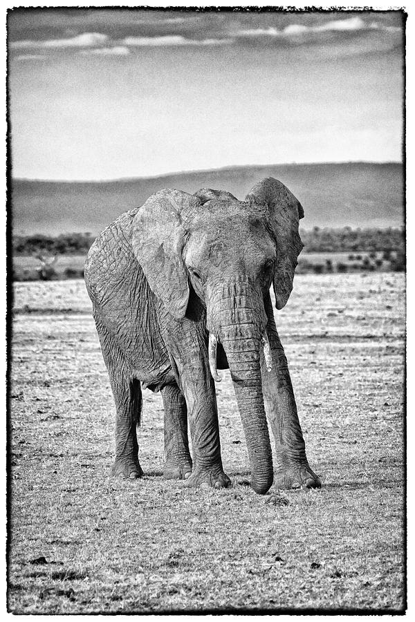 African Elephant in the Masai Mara #4 Photograph by Perla Copernik