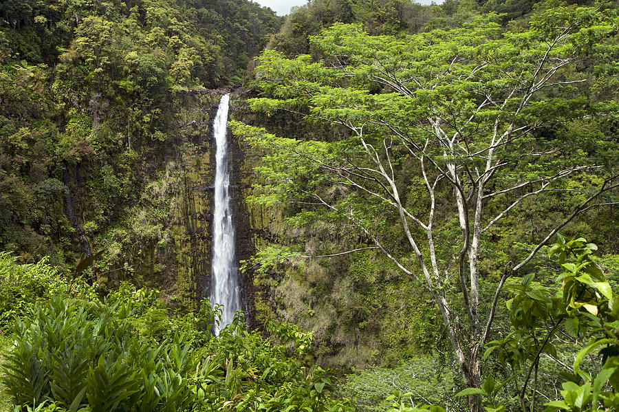 Tree Photograph - Akaka Falls #3 by Peter French
