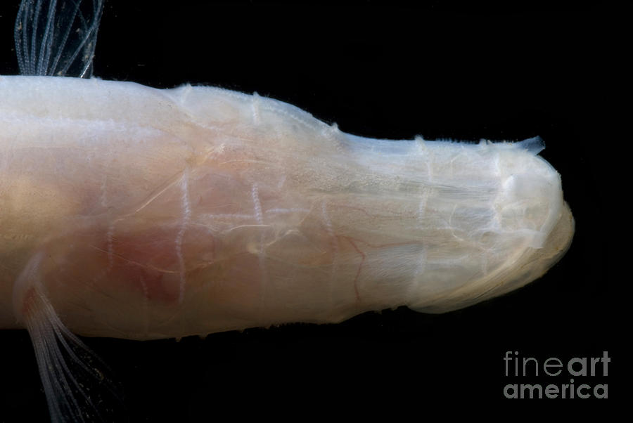 Fish Photograph - Alabama Cavefish #3 by Dante Fenolio