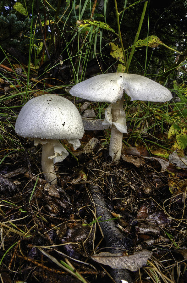 Mushroom Photograph - Alaska mushroom #3 by Grover Woessner