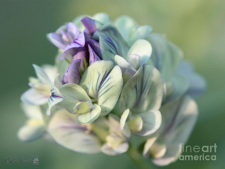 Spring Photograph - Alfalfa in Shades of White #5 by J McCombie